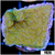 Blueberry Fields Montipora