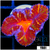 ASD Molten Rainbow Acan Lord