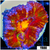 ASD Molten Rainbow Acan Lord