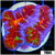 ASD Molten Rainbow Acan Lord