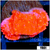 Sunburst Montipora
