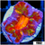 ASD Molten Rainbow Acan Lord