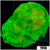 Nuclear Leptoseris