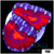 Teal Claw Acan Lord