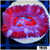 Pink Peppermint Acan Lord