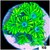 Neon Star Goniopora