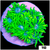 Neon Star Goniopora
