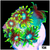 Neon Star Goniopora