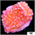 Orange Phoenix Montipora