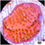 Orange Phoenix Montipora