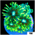 Neon Star Goniopora