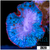 Blue Rhodactis Mushroom