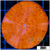 Orenji Eye Plate Coral