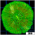 Nuclear Plate Coral