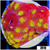 ASD 24k Gold Cyphastrea