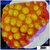 ASD 24k Gold Cyphastrea