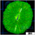 Nuclear Plate Coral