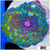 Blue Spotted Discosoma