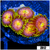 Flaming Pumpkin Zoanthids