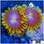 Blow Pop Zoanthids