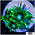 Neon Star Goniopora