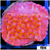 Orange Phoenix Montipora