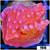Orange Phoenix Montipora