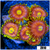 Flaming Pumpkin Zoanthids