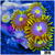 Blow Pop Zoanthids