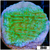 Nuclear Plating Monti