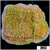 ASD Grafted Monti
