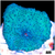 Blue Mans Discosoma