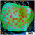 Strawberry Fields Montipora