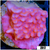 Orange Phoenix Montipora