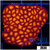 Orenji Eye Leptastrea Chunk