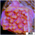 Orange Phoenix Montipora