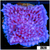Purple Haze Montipora