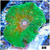 Nuclear Discosoma Mushroom