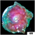 Jade Discosoma Mushroom