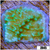 Nuclear Plating Monti