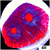 Afterburner Chalice
