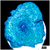 Blue Mans Discosoma