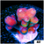 Sugar Rush Tort Acropora