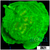 Nuclear Leptoseris