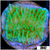 Nuclear Plating Monti