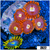 Combo Zoanthids