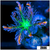 Firework Clove Polyps