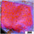 Juggernaut Montipora