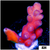 Sugar Rush Tort Acropora