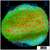Strawberry Fields Montipora